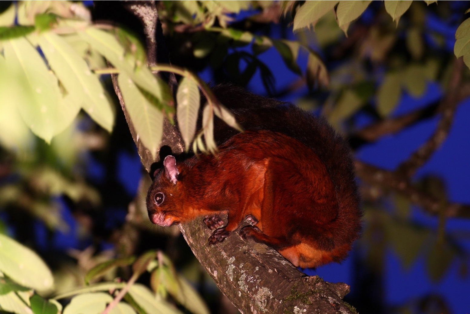 棕鼯鼠台湾亚种