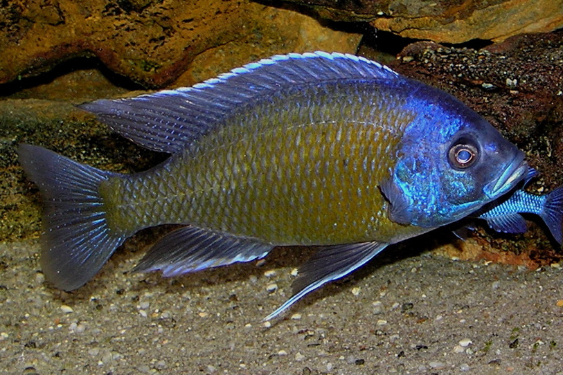  p>四斑桨鳍丽鱼,多分布在非洲马拉维湖(lake malawi),是该湖区的特有
