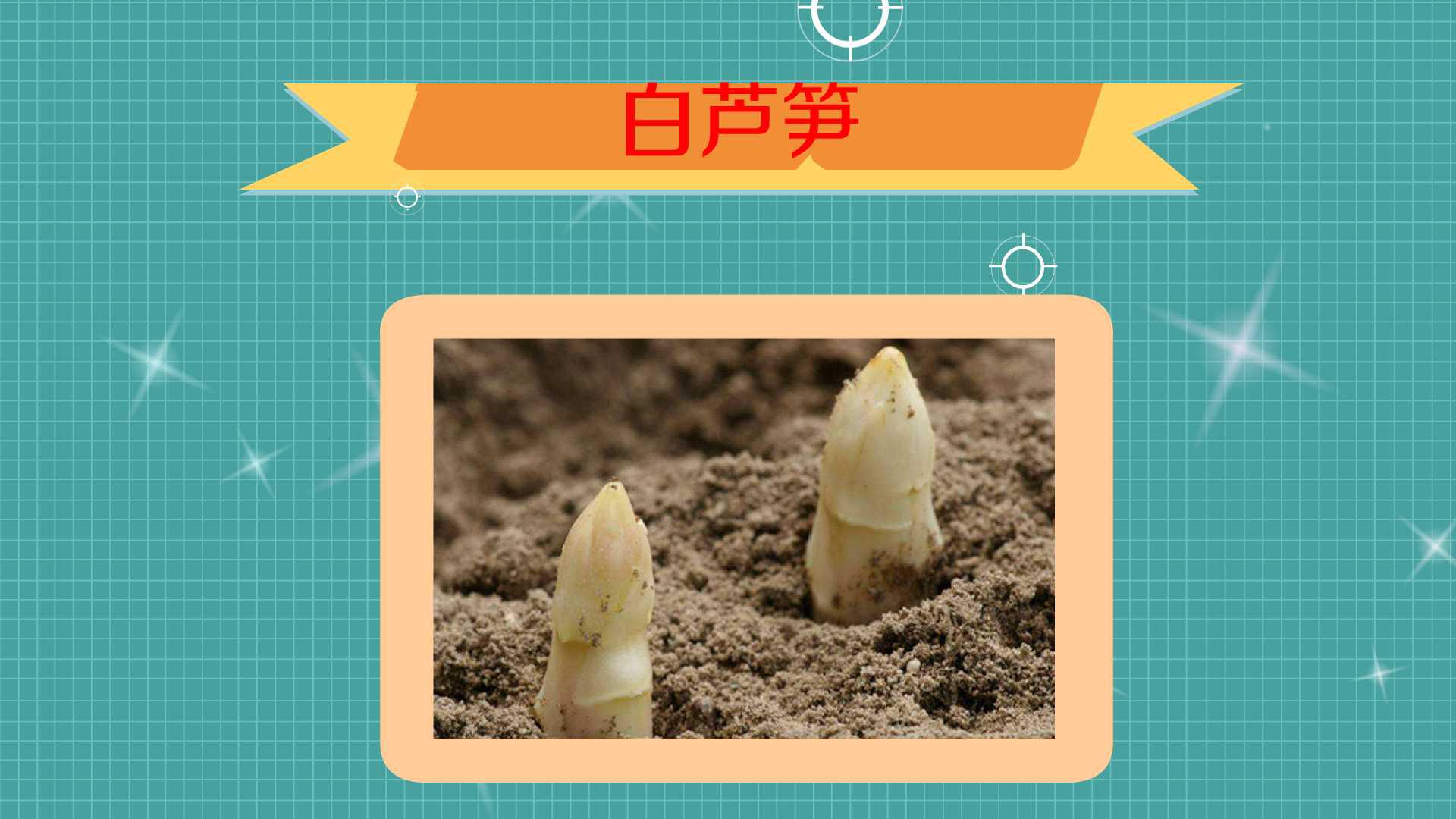 白芦笋:多年生草本植物