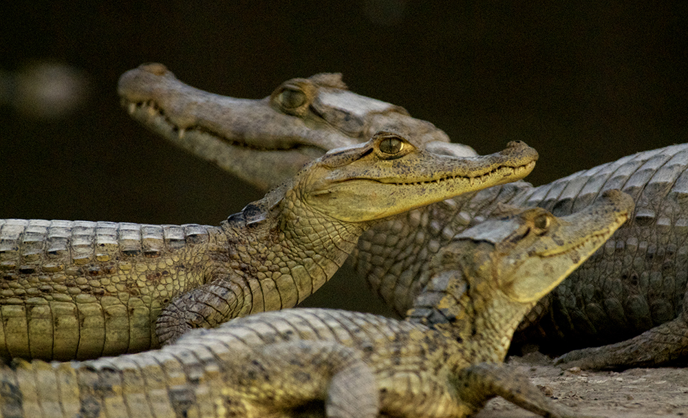 caiman crocodilus