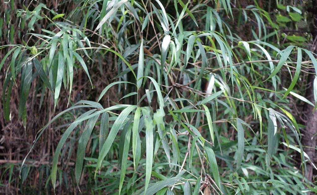  p>狭叶青苦竹(学名: i>pleioblastus chino /i> (franch. et savat.