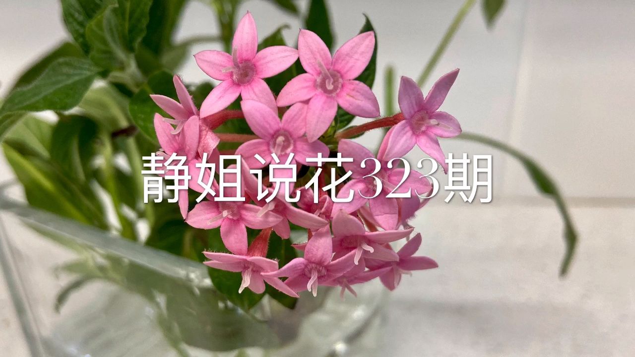 五星花 茜草科五星花属植物 百度百科