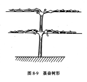 <p>聂奋树形