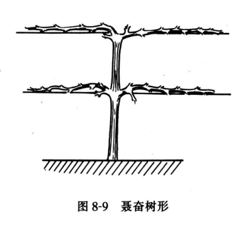 聂奋树形