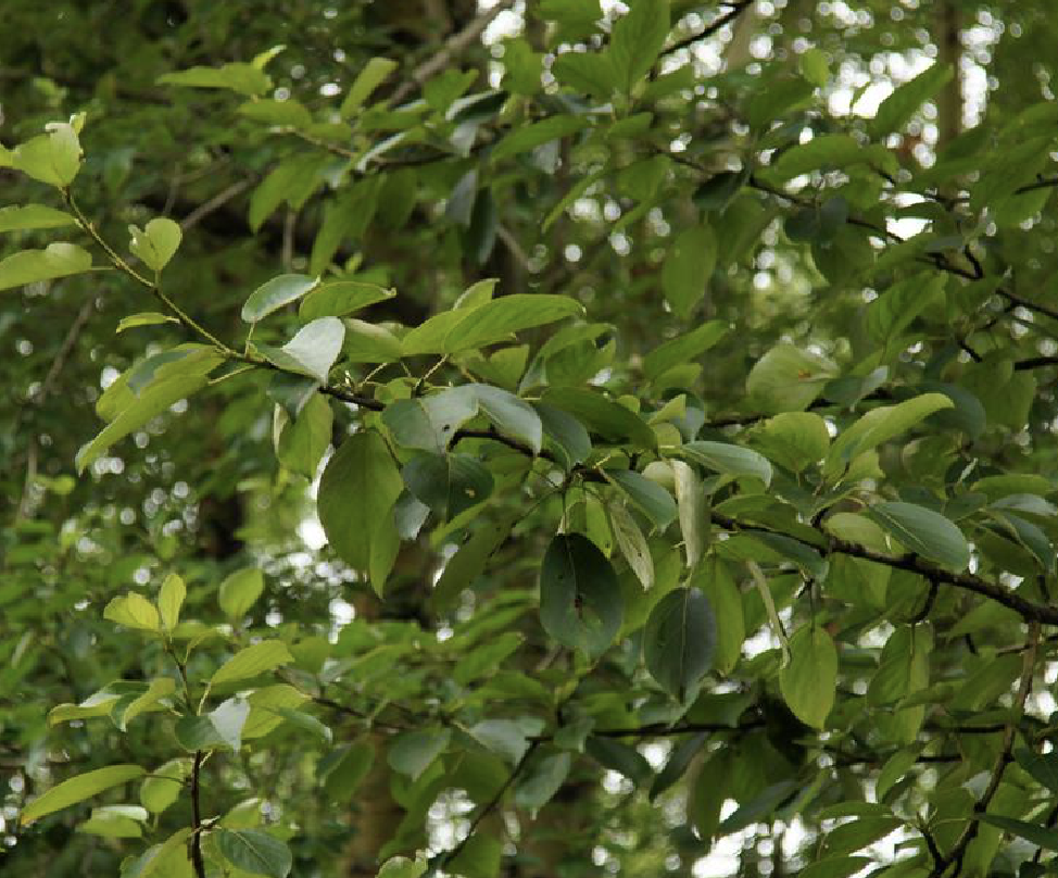 小青杨2×bjly3家系