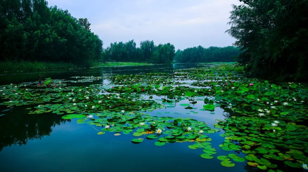 台儿庄运河湿地公园