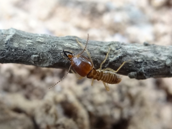  p>黄翅大白蚁(学名: i>macrotermes barneyi /i>)是白蚁科,大白蚁属