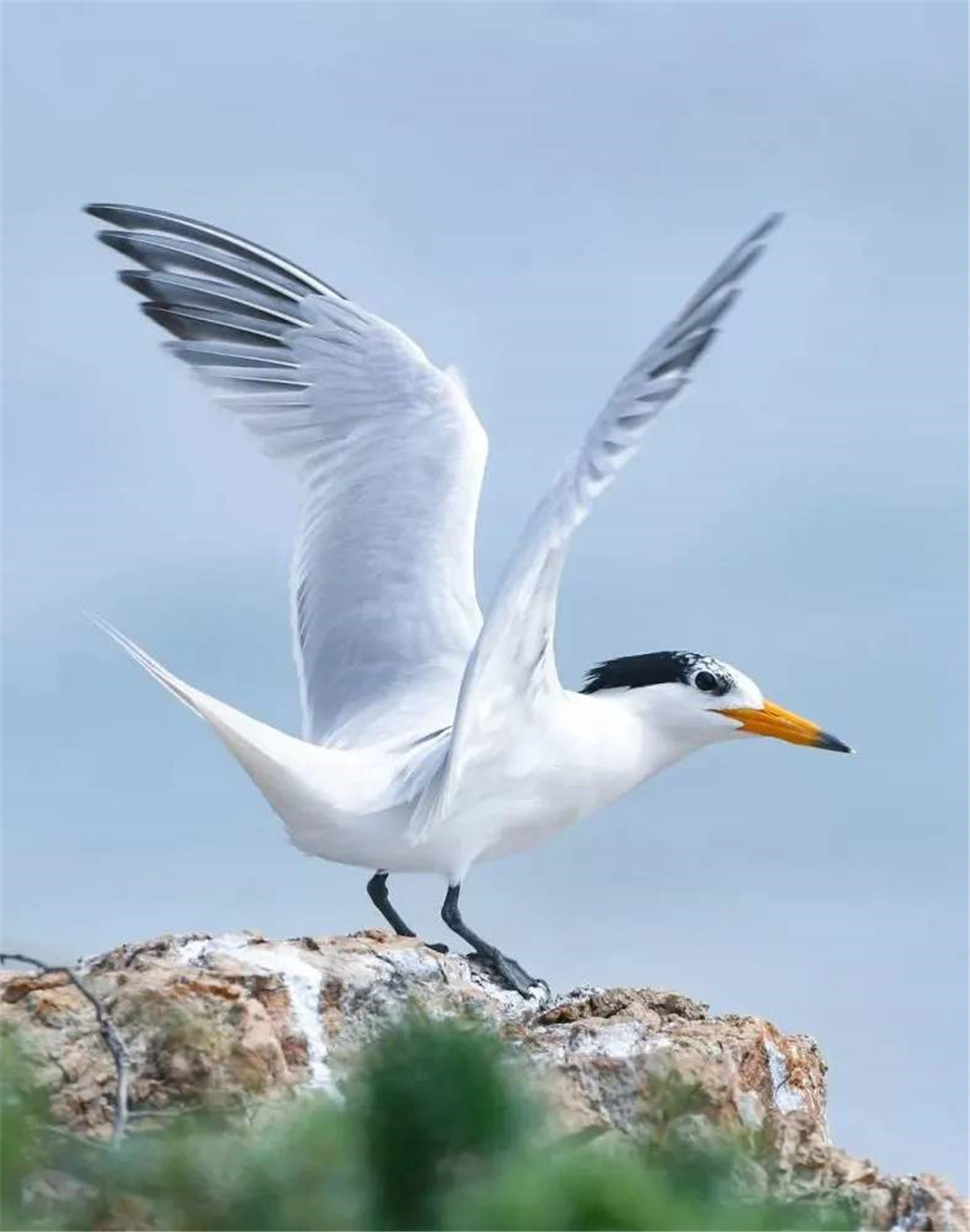 中华凤头燕鸥消失63年后重现 总混在燕鸥群中 怕鹰隼不怕人 百科ta说