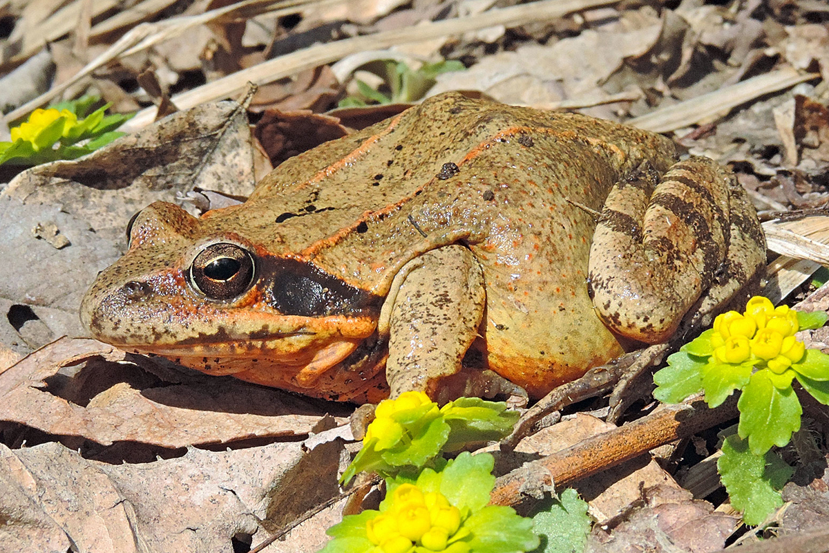  p data-id="tiplttgpadjp">哈士蟆是无尾目蛙科林蛙属两栖动物,又称