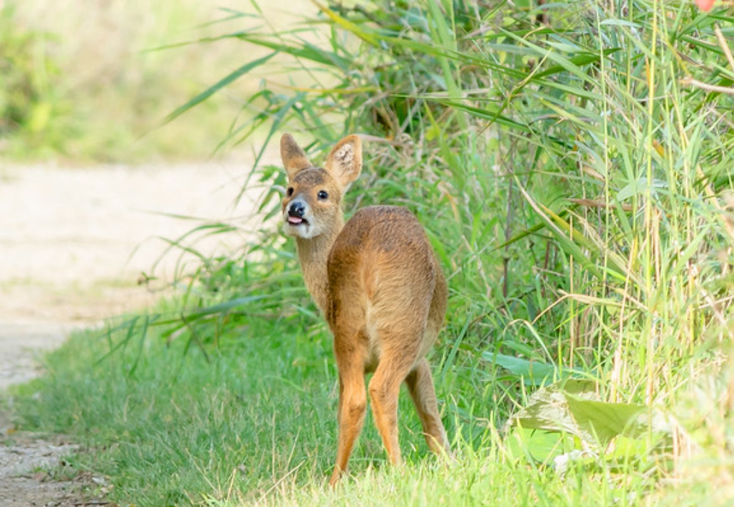  p>獐(学名: i>hydropotes inermis /i>):是偶蹄目,鹿科的 a href="#"