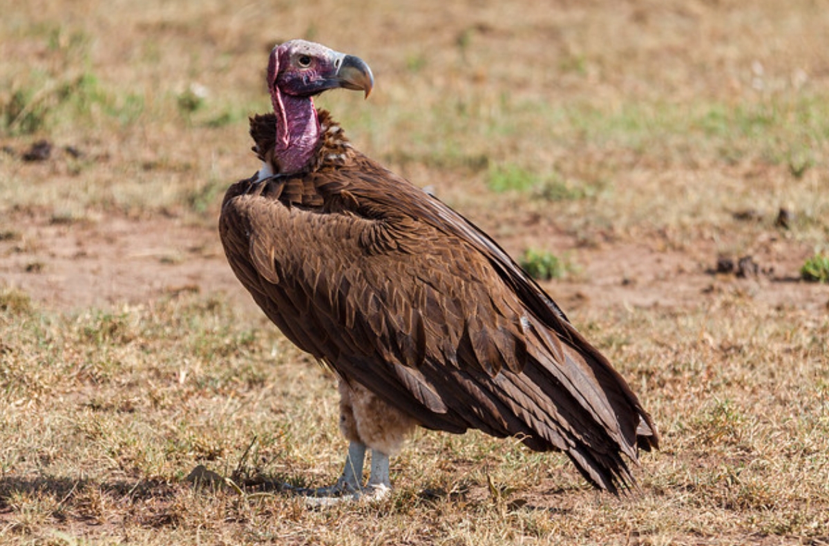 科,肉垂秃鹫属的一个 a target="_blank" href="/item/物种/1180903"