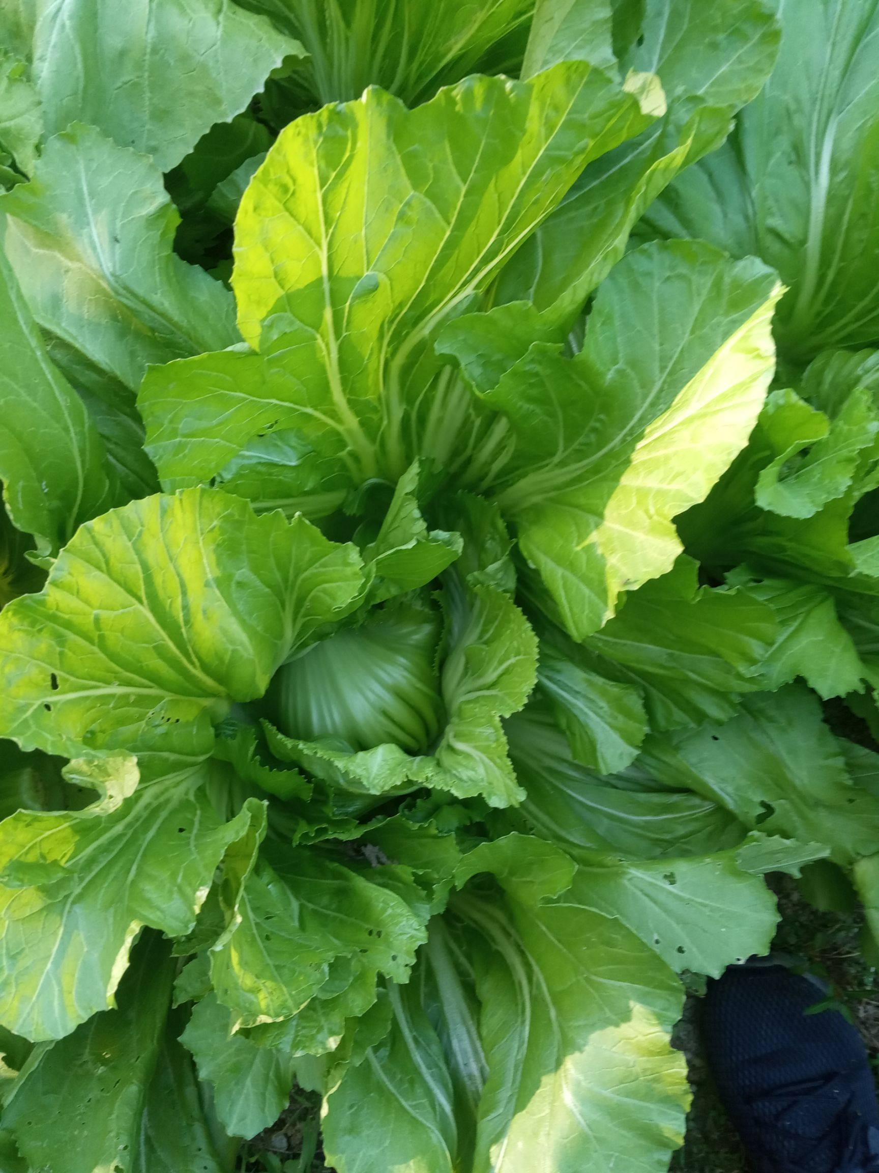  p data-id="gmwz0v5fjs">甬雪5号,是宁波市农业科学研究院培育的芥菜