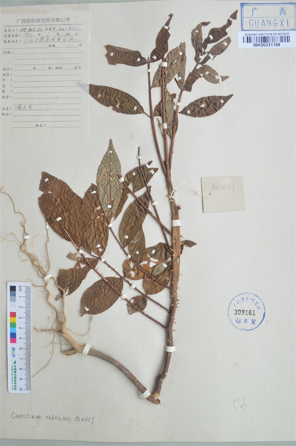  p>满天香(学名:murraya tetramera huang)是胡椒科胡椒属植物,巴岩香