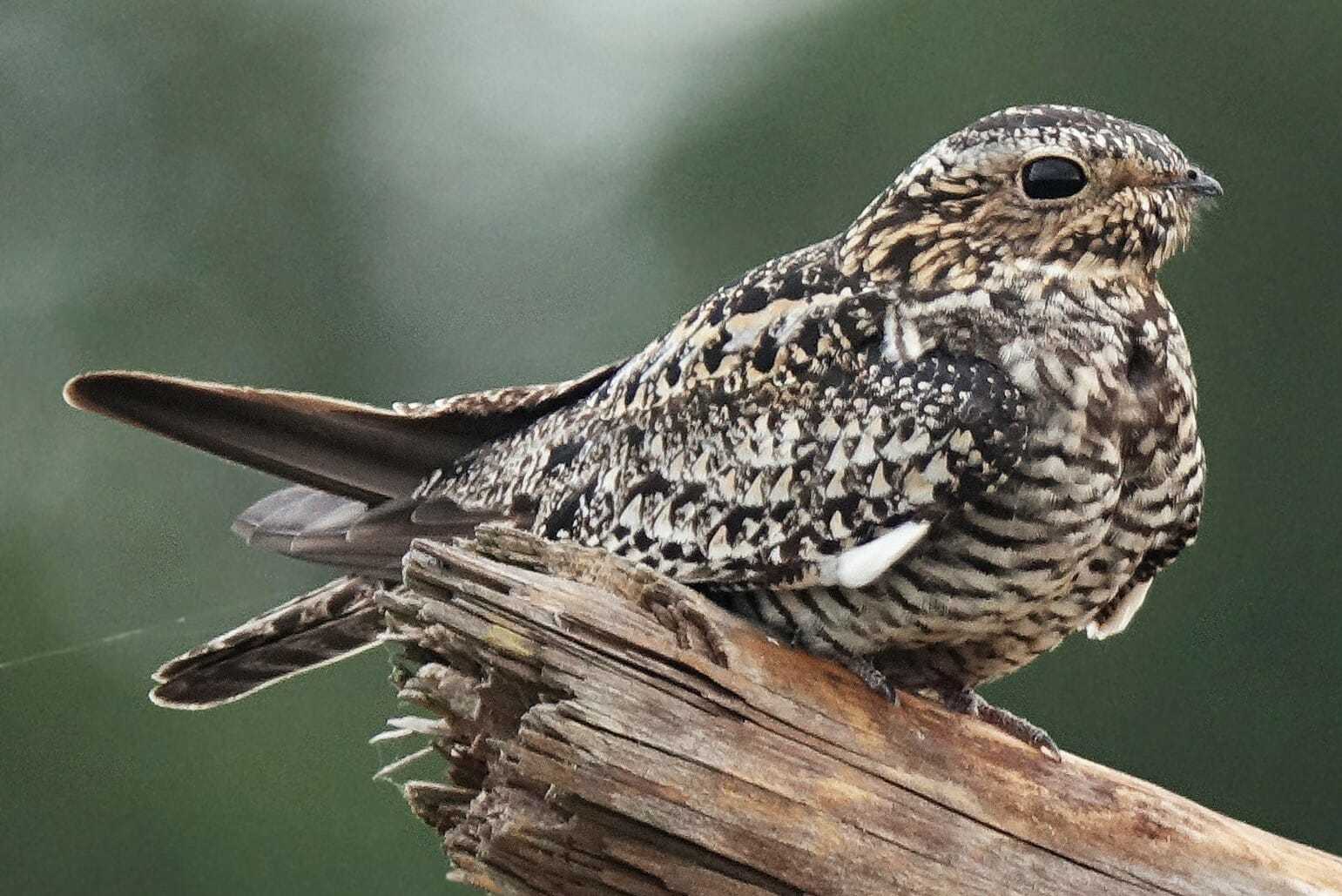 data-lemmaid="11186781">普通美洲夜鹰 /a>(common nighthawk)