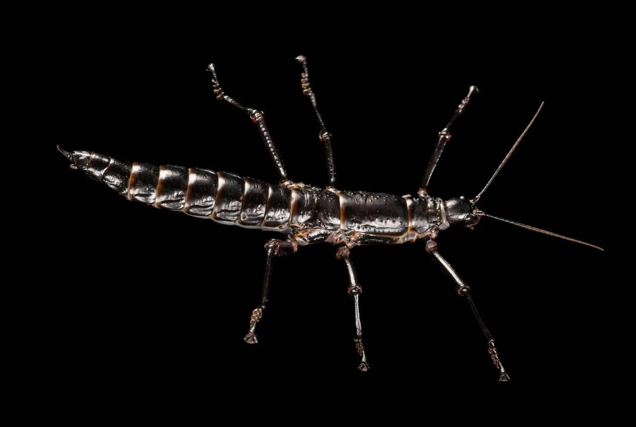 豪勋爵岛竹节虫