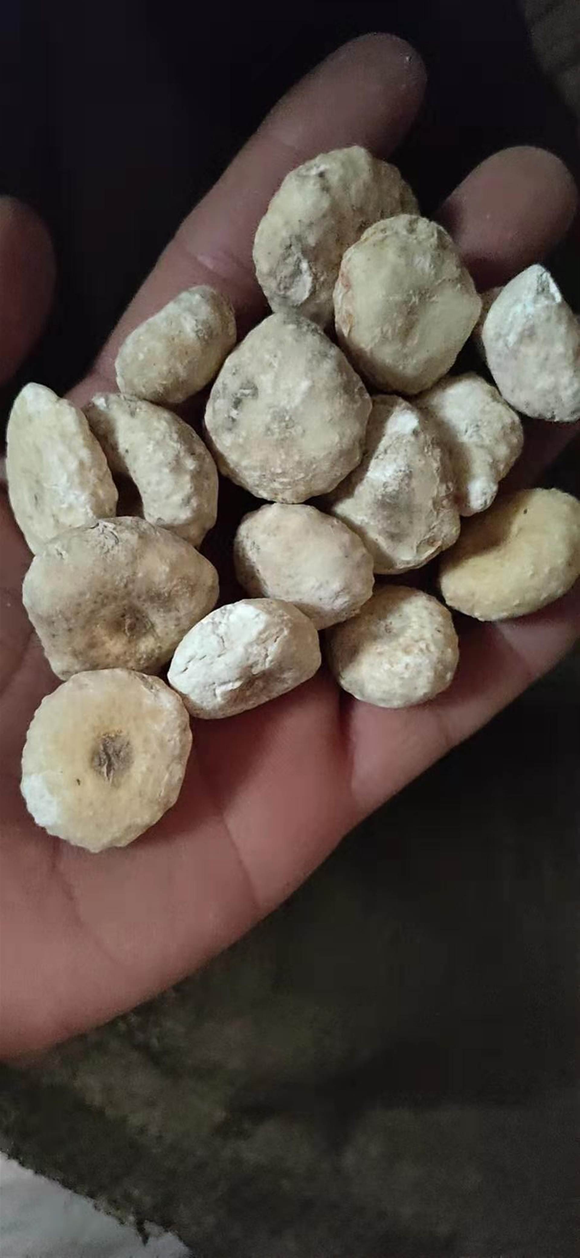  p data-id="gnwn5vb06r">生南星是一种中药