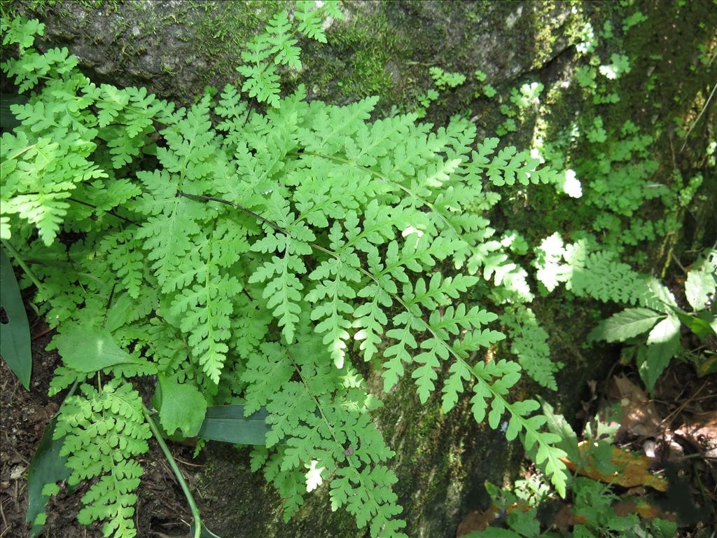  p>华北薄鳞蕨(学名: i>leptolepidium kuhnii /i> (milde) k. h.