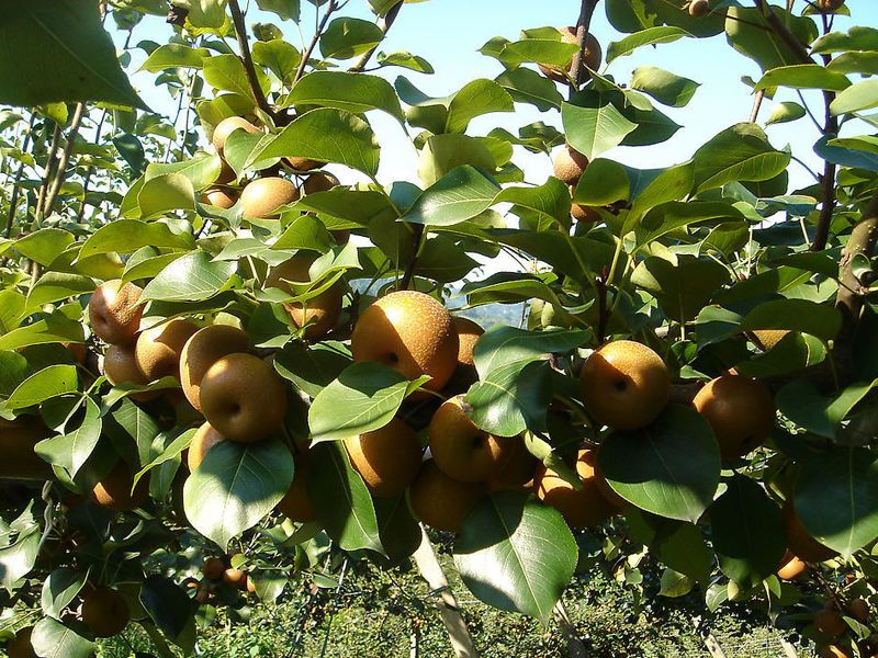  p>梨属(学名: i>pyrus /i> l.