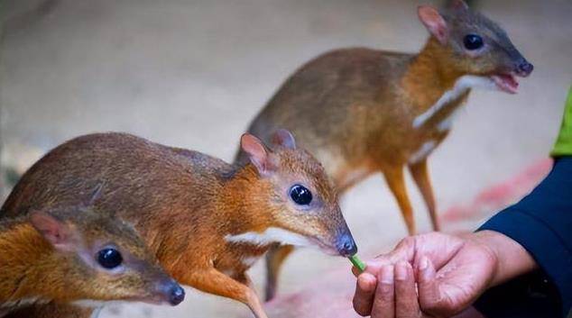 uuq5xvv1dh">威氏鼷鹿(学名: i>tragulus williamsoni /i>):是鼷鹿科