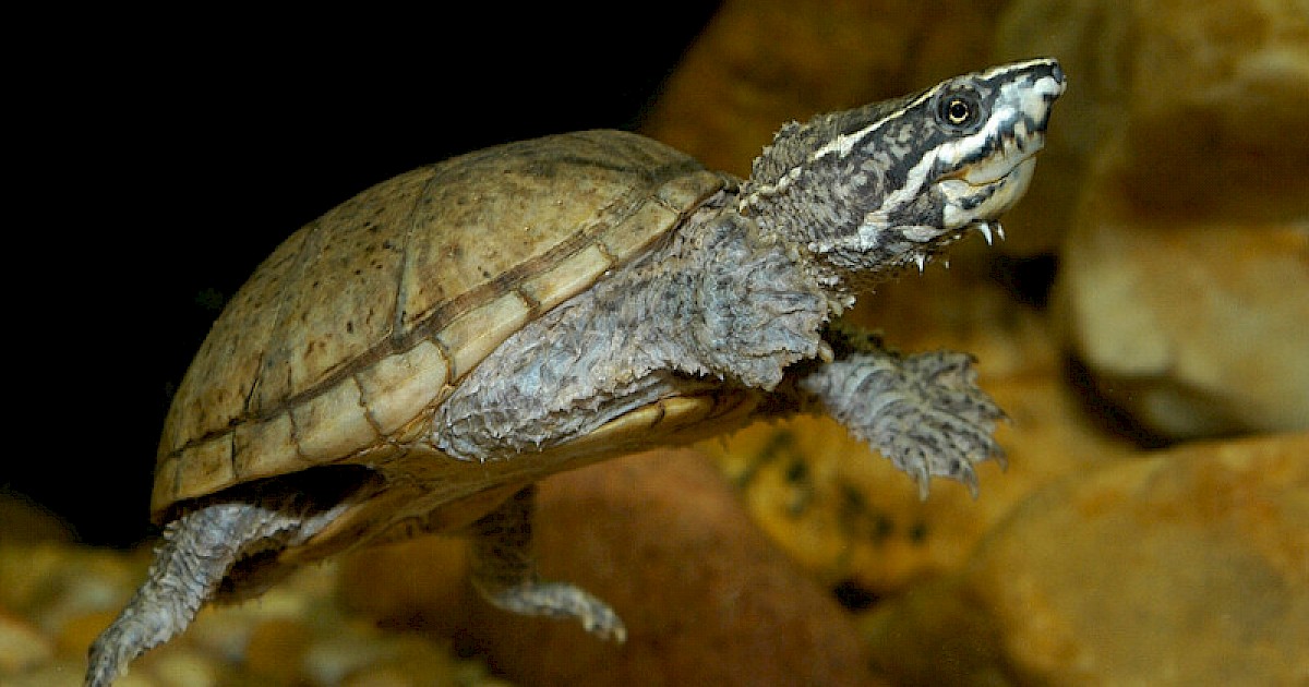 迷你麝香龟 全网资源