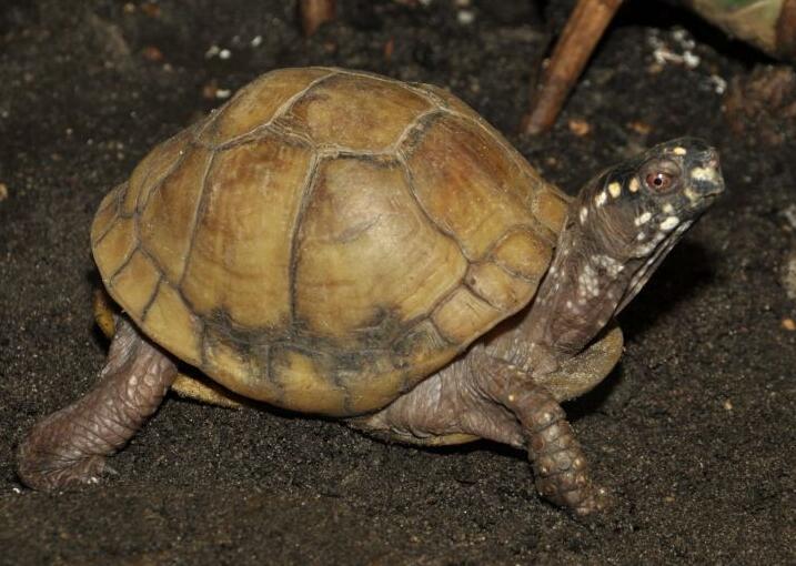  p data-id="gnbtym2t6a">卡罗莱纳箱龟(学名