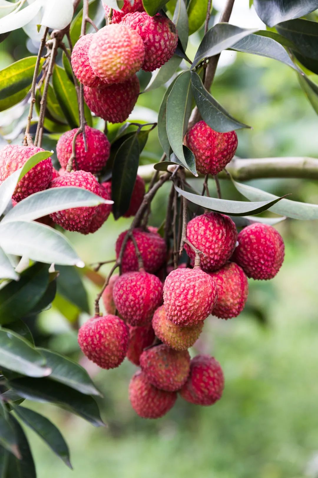 jkkq">马贵荔, a target="_blank" href="/item/合江荔枝/10180542"