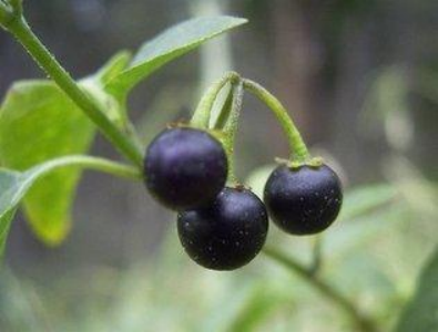 颠茄，决战茄之“颠”_百科TA说