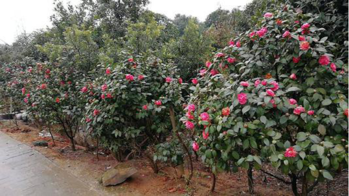 椿花：此花就是山茶花_百科TA说