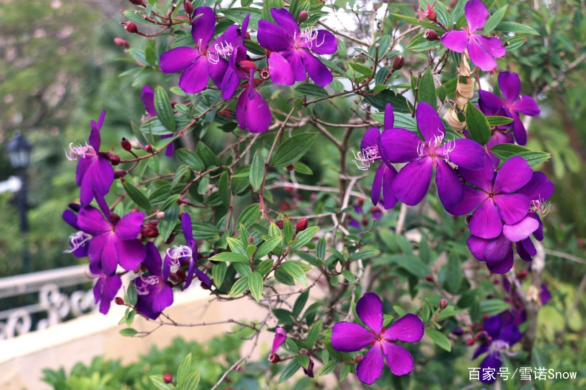 巴西野牡丹 野牡丹科光荣树属 百科ta说