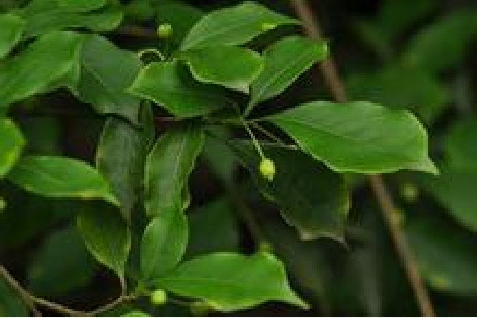 毛背锐齿鼠李(变种)