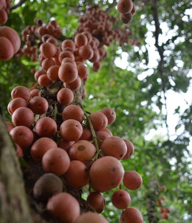 多脉木奶果(新拟)