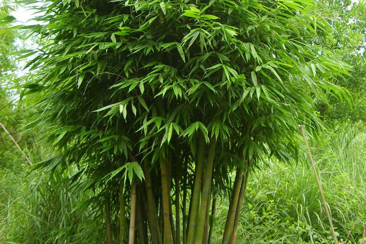  p>佛肚慈竹,禾本科慈竹属植物.