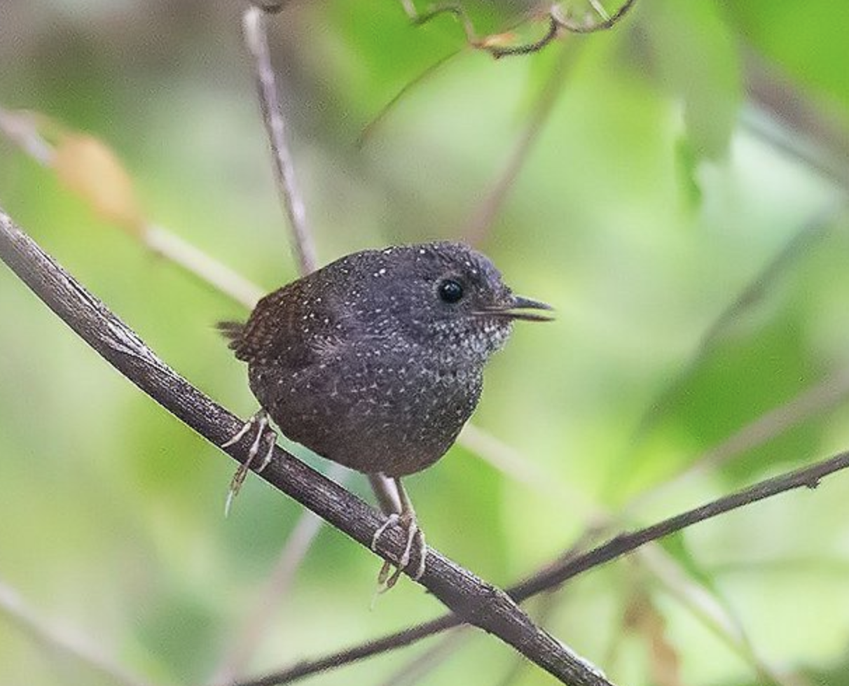  p>丽星鹩鹛(学名: i>elachura formosa /i>)是丽星鹩鹛科,丽星鹩鹛属