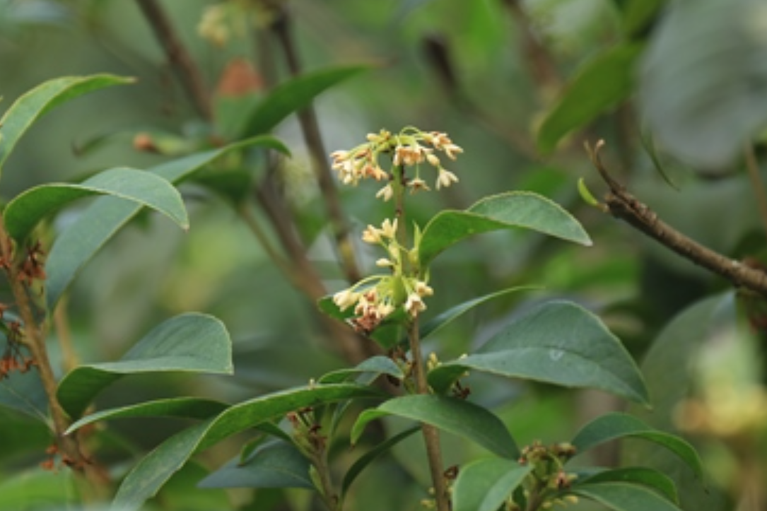  p data-id="tzcujxkj8hlk">四季桂(osmanthus fragrans semper