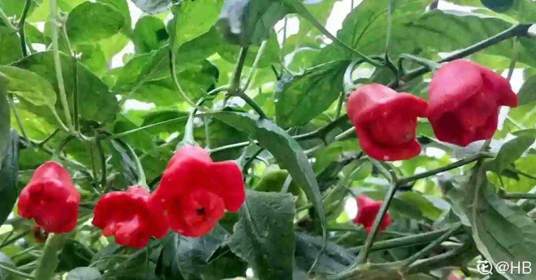 7种风铃花 其中一个还能吃 味道好极了 百科ta说