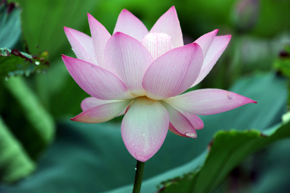  p>济南市市花(即:荷花,玫瑰),是山东省济南市的城市形象代表花卉.