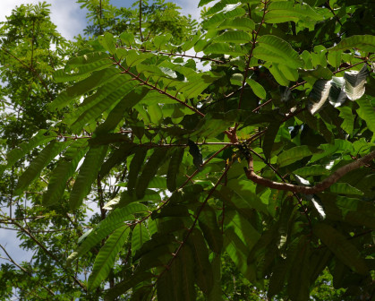 Carapa surinamensis_百度百科