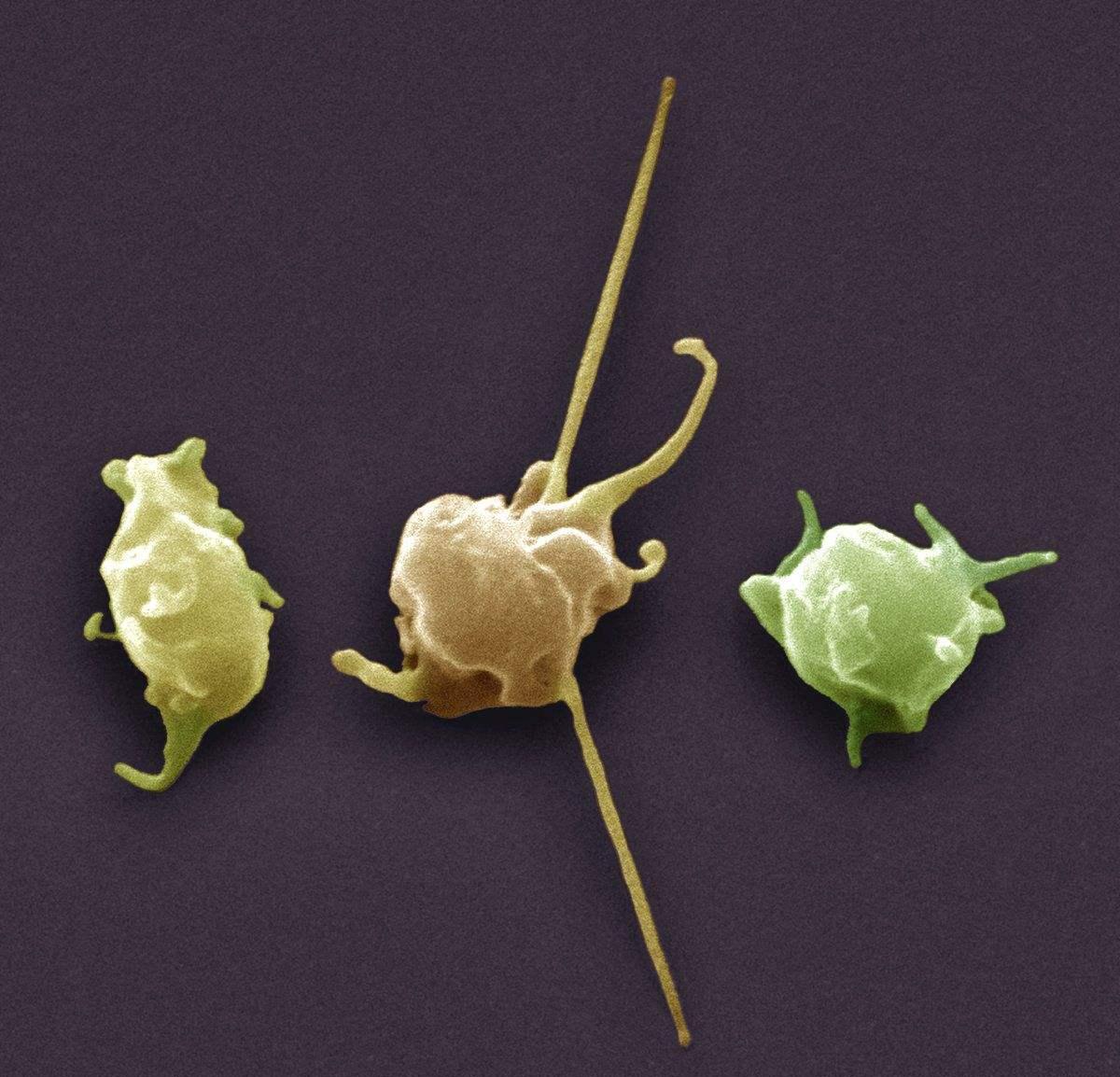  p>血小板是从骨髓成熟的 a target="_blank" href="/item/巨核细胞