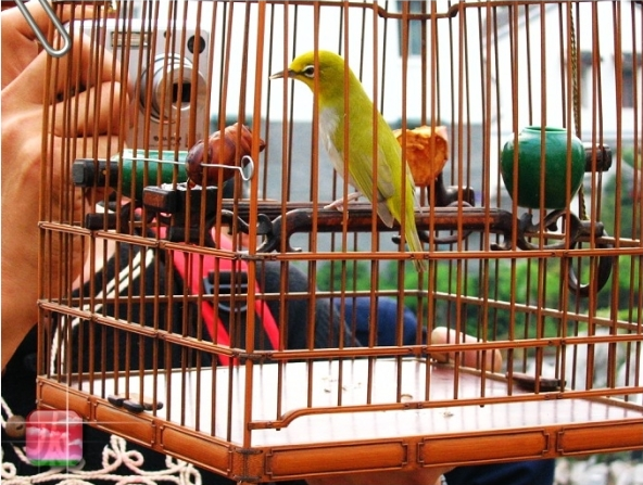  p>金绣眼鸟(学名:cleptornis marchei)为 a href="#" data-lemmaid="