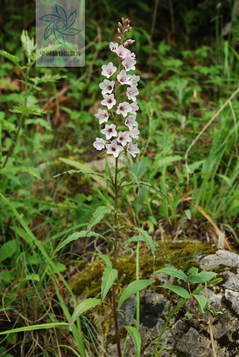  p> a href="#" data-lemmaid="7802155">大花珍珠菜 /a>(学名