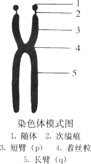 或染色单体经过断裂-重换或互换机理可产生染色体畸变(chromosome
