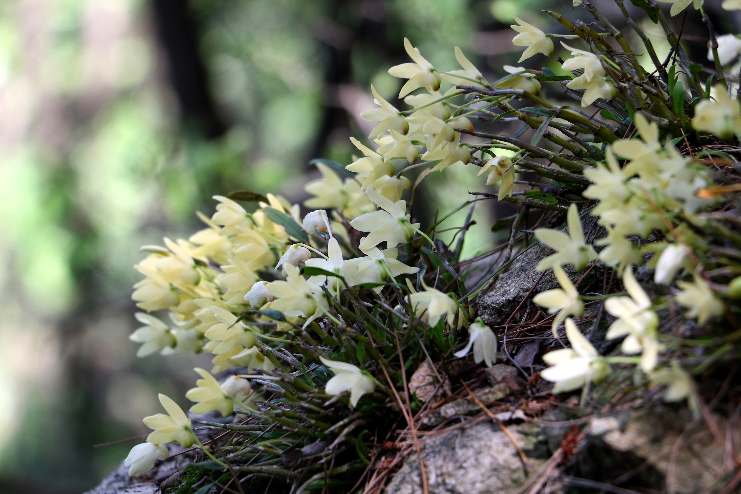 p>球花石斛(学名: i>dendrobium thyrsiflorum /i>  rchb. f.