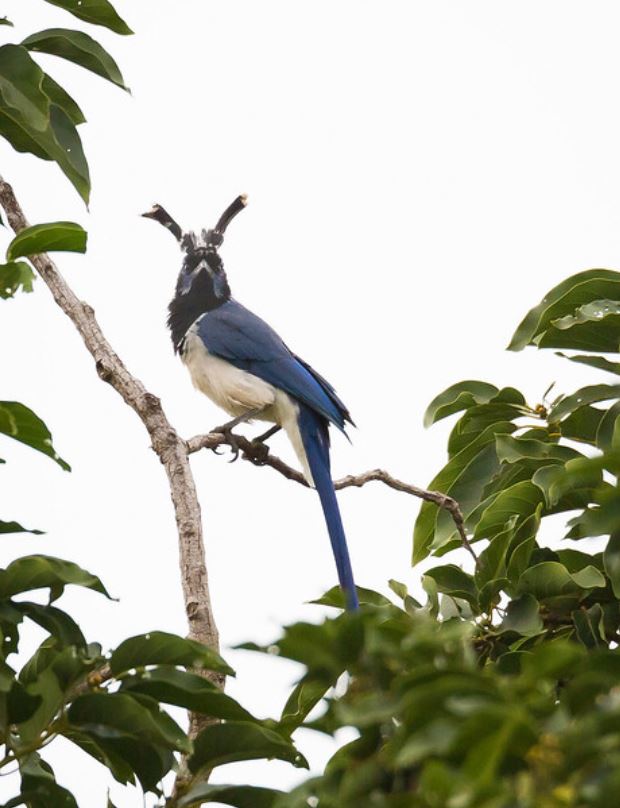  p>黑喉鹊鸦(学名: i>calocitta colliei /i>):体重225–251克,体长58