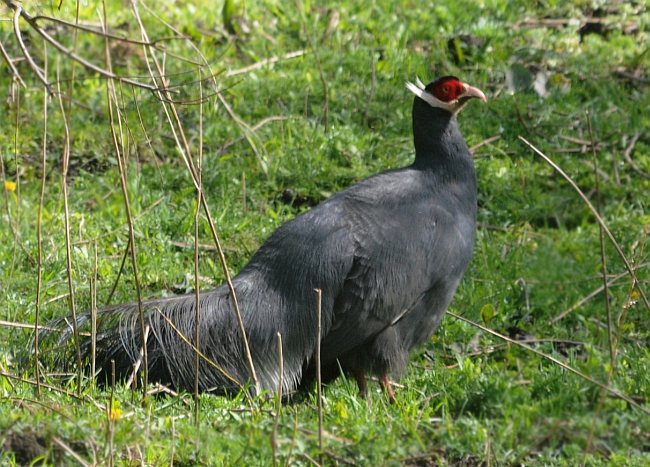  p>蓝马鸡(学名: i>crossoptilon auritum /i>)是珍稀名贵的禽类,羽毛