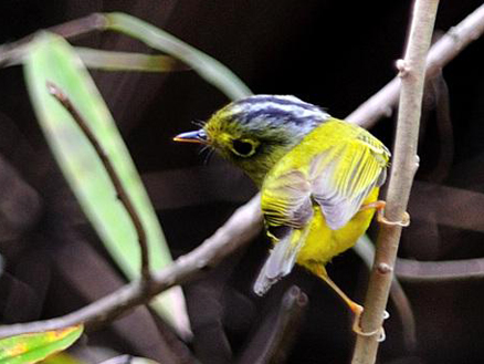 p data-id="gnvgvlgnfm">金眶鹟莺(学名: i>seicercus burkii /i>)