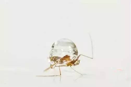 为什么蚊子不会被雨砸死