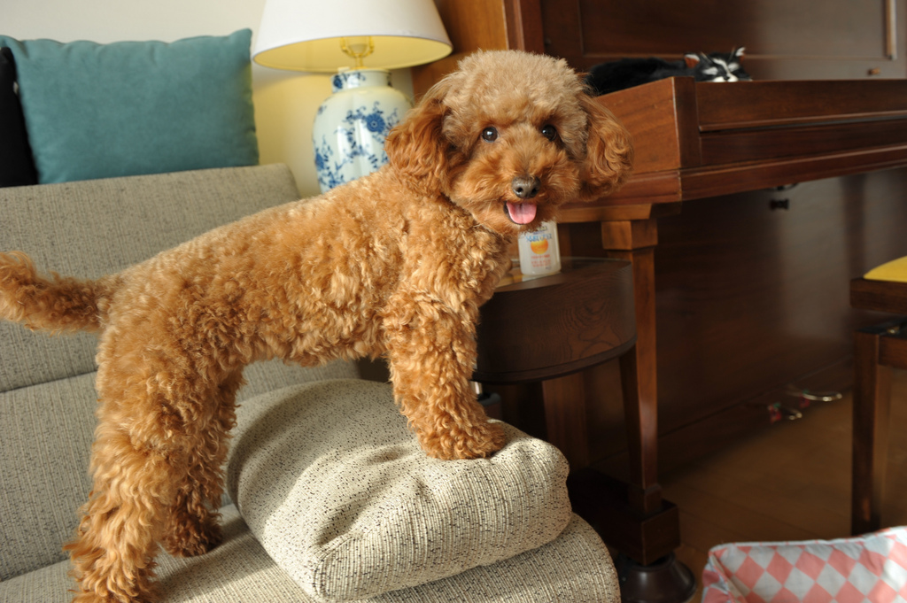  p>玩具贵宾犬是一种敏捷,聪明而,优雅的宠物犬,长方形体型,比例匀称