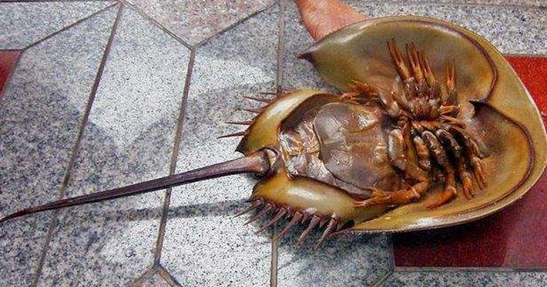  p>肢口纲( a target="_blank" href="/item/学名/8074290" data