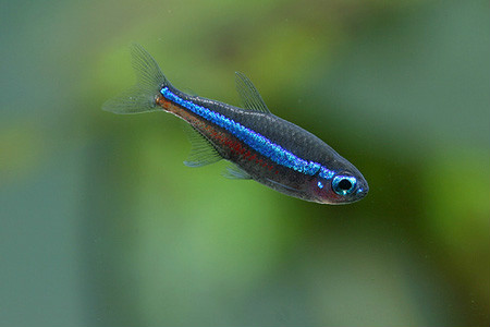 色彩美丽,可作为观赏鱼类