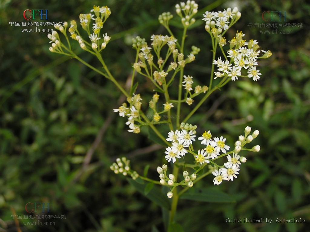  p>女菀属(学名:turczaninowia dc.